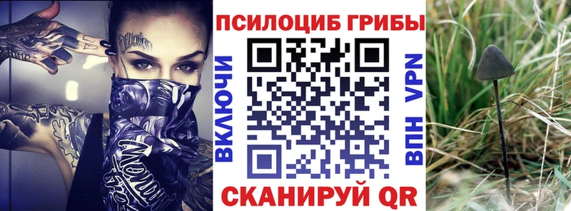 kraken зеркало  Медынь  Псилоцибиновые грибы GOLDEN TEACHER  как найти  
